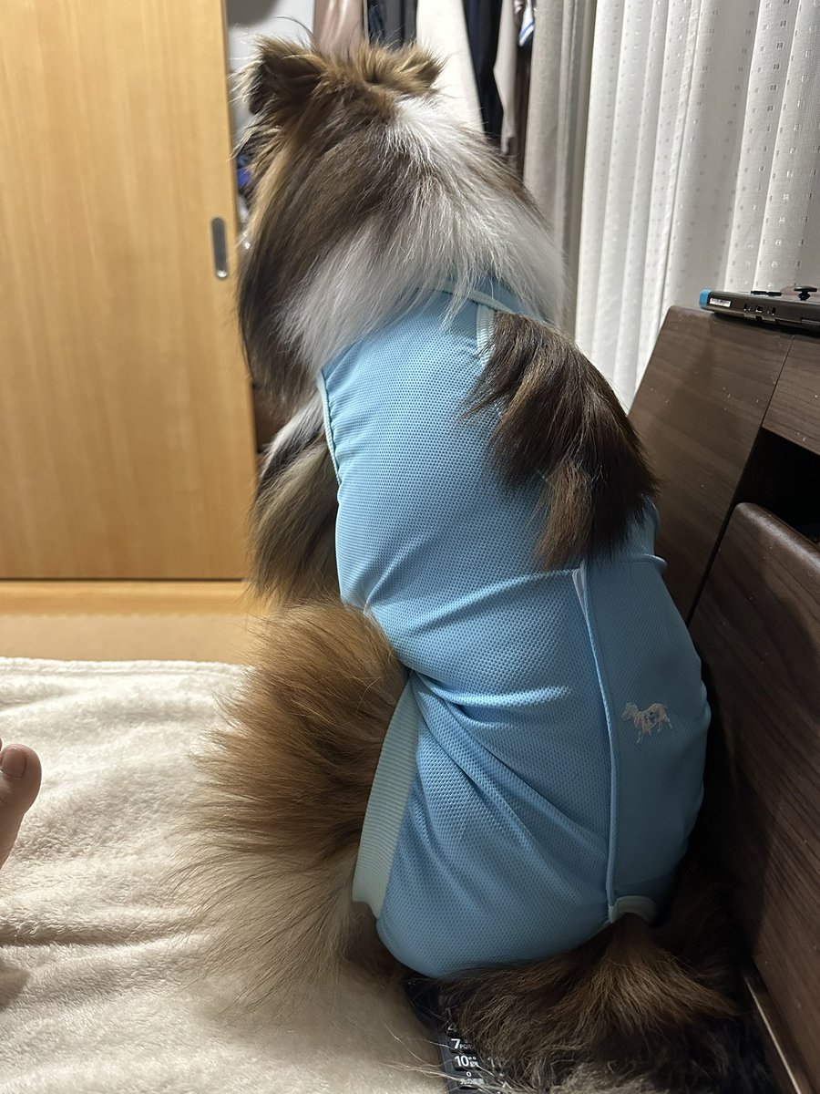 nanjmk's tweet photo. 皆さんおっはー🐶

土曜日にミントは去勢しました！
予定より1週間遅れ、無事に帰ってきました🥹
術後着のおしりがムチムチな感じ、可愛すぎる🥹
昨日までは痛かったみたいで元気がなったけど
だいぶ元気になりました✨
ミント頑張ったね～チプもミントが帰ってきて嬉しい♥️ https://t.co/UgVquGDdGf