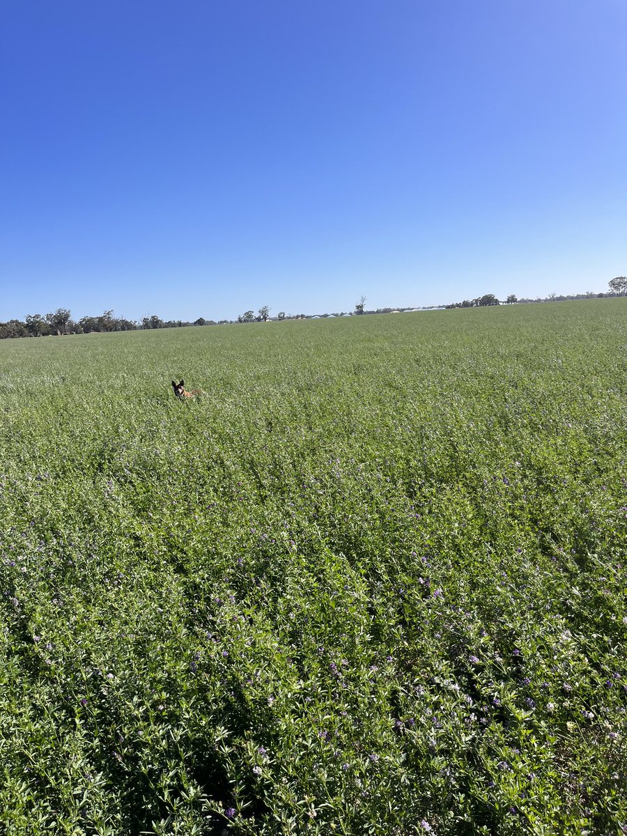 Wet January has the dry land lucerne looking fantastic