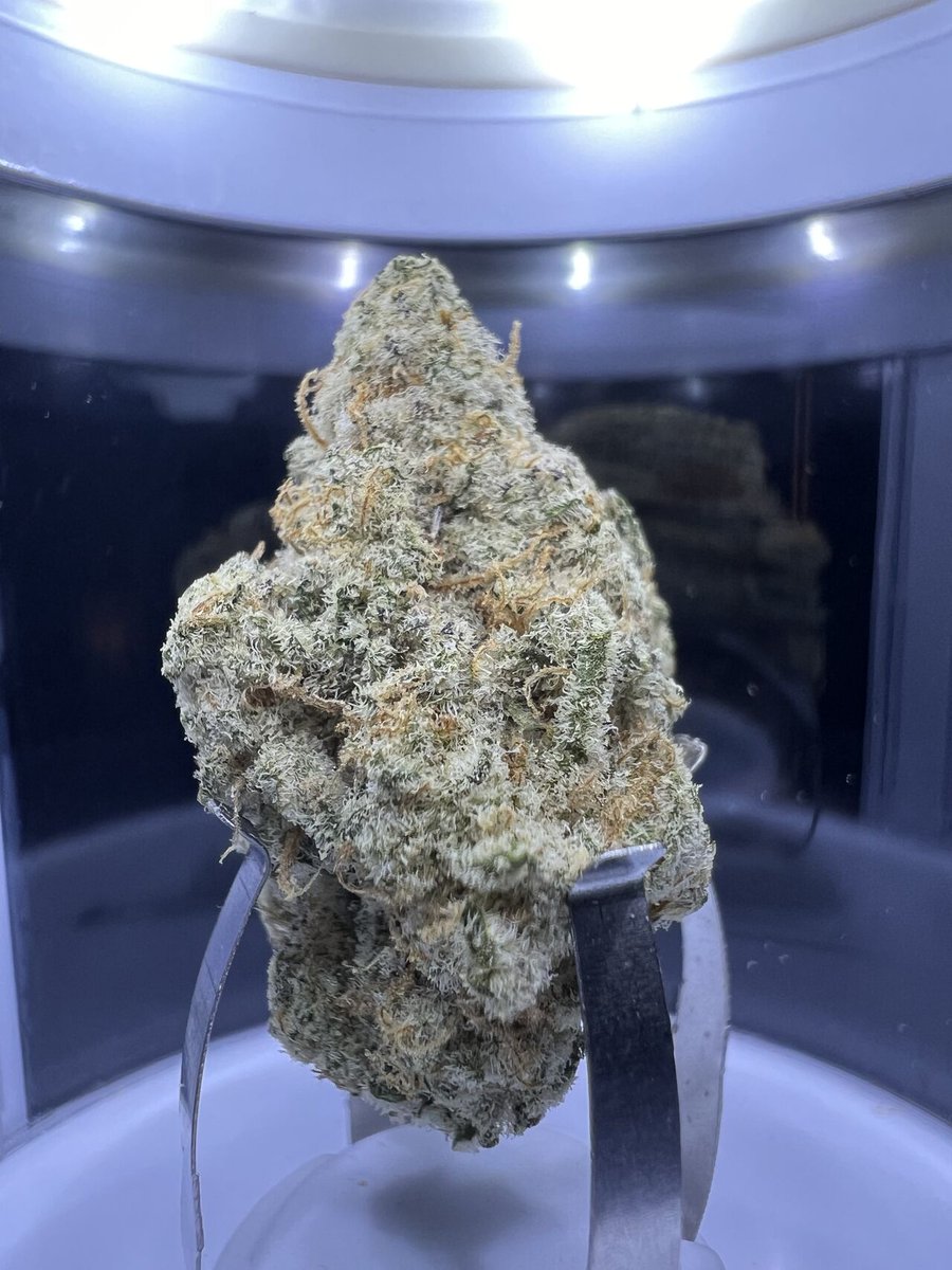 Our latest lineup of premium cannabis products from trusted brands with a commitment to consistent growth methods! This week we re-upped on the real sellers🏆

BLK Rain - <a href="/AvantBrands/">Avant Brands | TSX: AVNT</a> 
High Fructose Corn Syrup - <a href="/carmelcannabis/">Carmel Cannabis</a> 
Permanent Marker - <a href="/CoterieBrands/">Coterie Brands</a> 
Alien