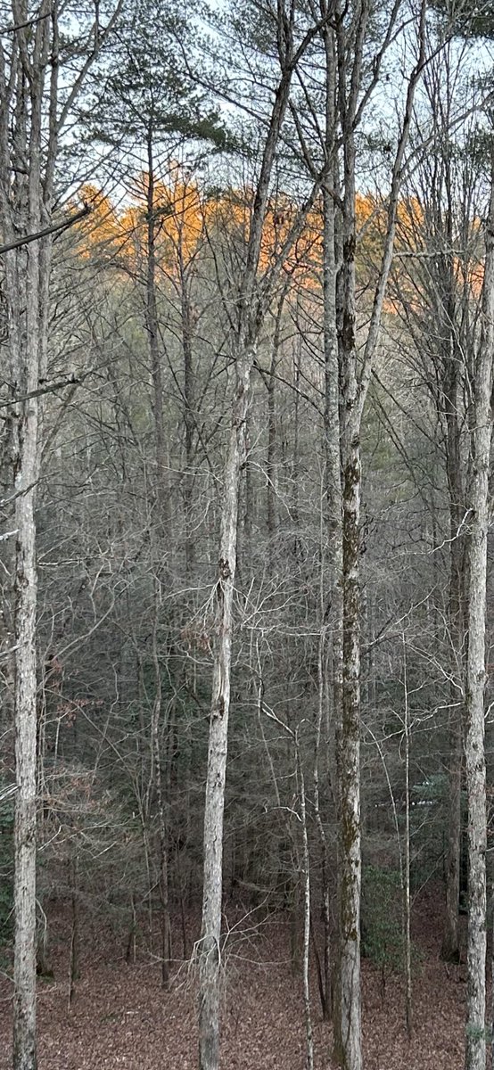 QueenofCups99's tweet photo. Flaxen sunlight grazes treetops with the intimacy of a fingertip touch 

Momentary whispers of warmth disappear with dusk in the icy silence of a rising silver crescent 

#sensewrds #poetrycommunity 
My Pic https://t.co/wPIbcpIVQc