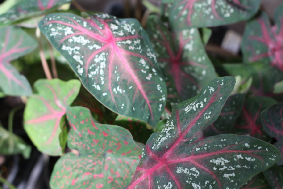 New year, new stock, same staff 😂

#wholesaleplantsandproducts #outdoorplants #newstockdaily #floristsofadelaide #gardencentresofadelaide #rareplants #limitednumbers #plantcollectors #indoorplants #landscapersofadelaide #dogsalwayswelcomehere #dogfriendly #tradecustomers...