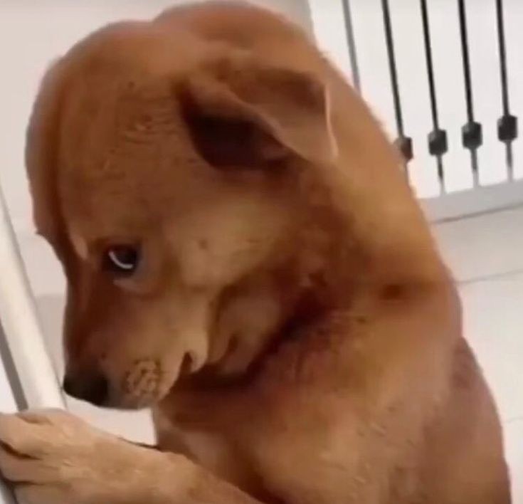 studywli's tweet image. o vestibulando de medicina não tem um pingo de paz ne???? janeiro e eu com medo de não dar tempo de estudar