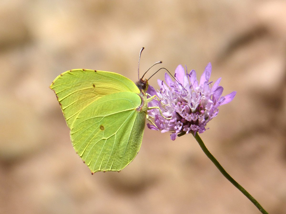 LIFE PollinAction - EU project tweet media