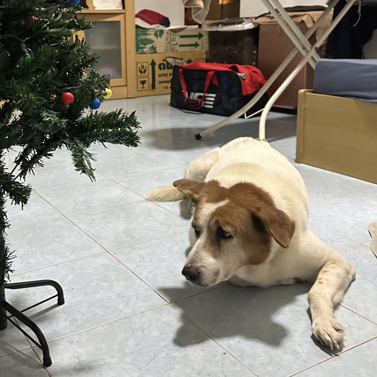 หมาหายครับ ลัคกี้ ตัวเมีย อายุ 13 ปี หายจาก หมู่บ้านไชโยนคร ตรงข้ามโรงงานเอส สามแยกปัก โคราช ใครพบเจอ รบกวนโทรแจ้ง 0973406566 ได้เลยนะครับ รบกวนช่วยกดรีโพสด้วยก็จะขอบคุณมากเลยครับ