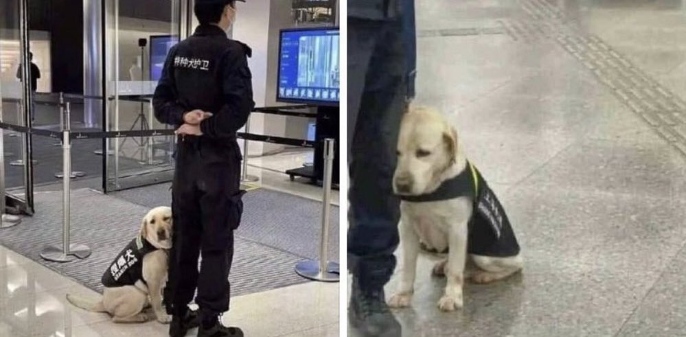 yeskiri's tweet photo. 配属されて初日の警察犬 https://t.co/4SnuBPP5GI