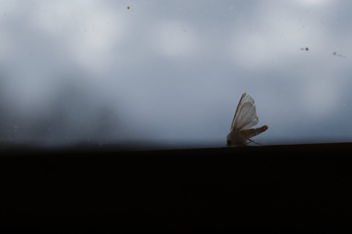"&amp; things ring abstract and constructed on this voyage, making me wonder more than ever if I do create my reality after all."
Read "the thing about circular journeys" by Talia Hope Levy in MicroLit Almanac.
birchbarkediting.com/microlit-alman…