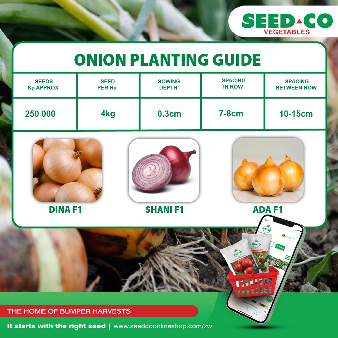 Seed Co Vegetables Zim tweet media