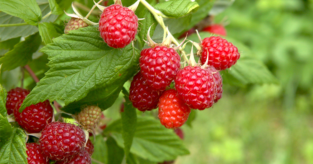 Prune and train your #raspberries regularly to keep plants healthier, neater and fruiting well.
Prune your autumn-fruiting raspberries no later than the end of next month by cutting all the stems to the ground to allow new shoots to develop.

#pruning #autumnraspberries