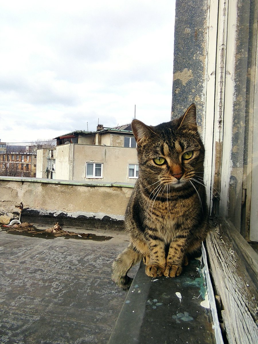 Bojan (•⩊ •マ tweet media