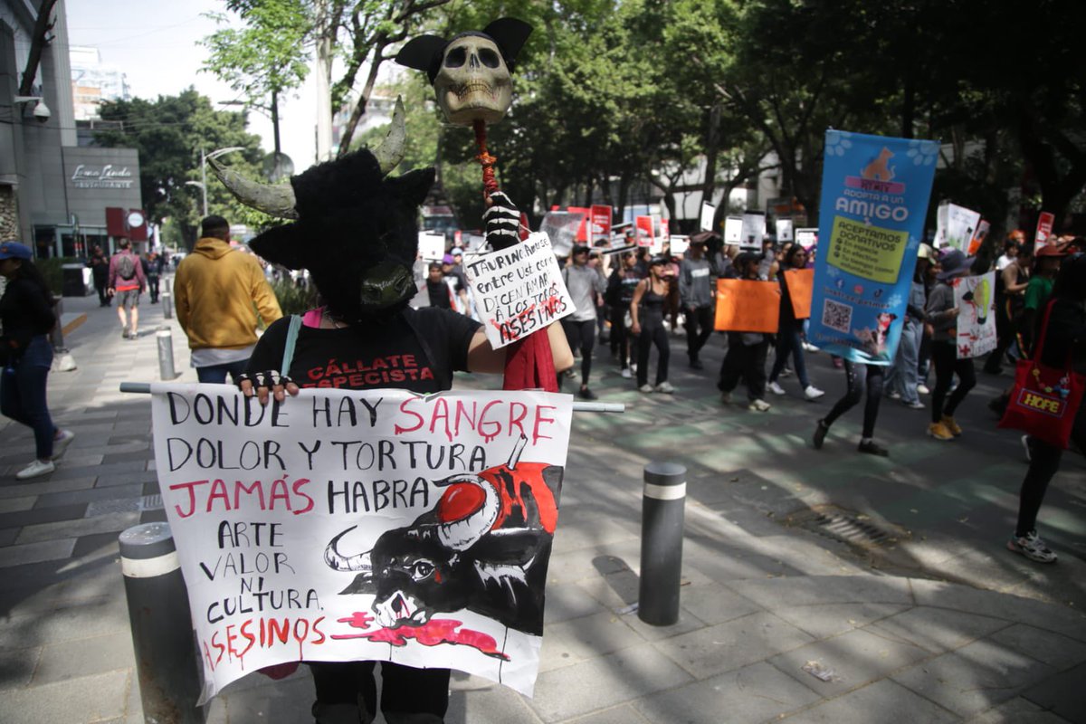 Se sabe que los antitaurinos están molestos porque en la reapertura de <a href="/LaPlazaMexico/">La Plaza Mexico</a> estuvimos más de 42,000 taurinos y ellos en su mega marcha de hoy no juntaron ni 100 jajaja 🤣🤡

Y lo mejor, volvió a quedar claro que ellos son los agresivos y violentos 🤣 #CDMXTaurina