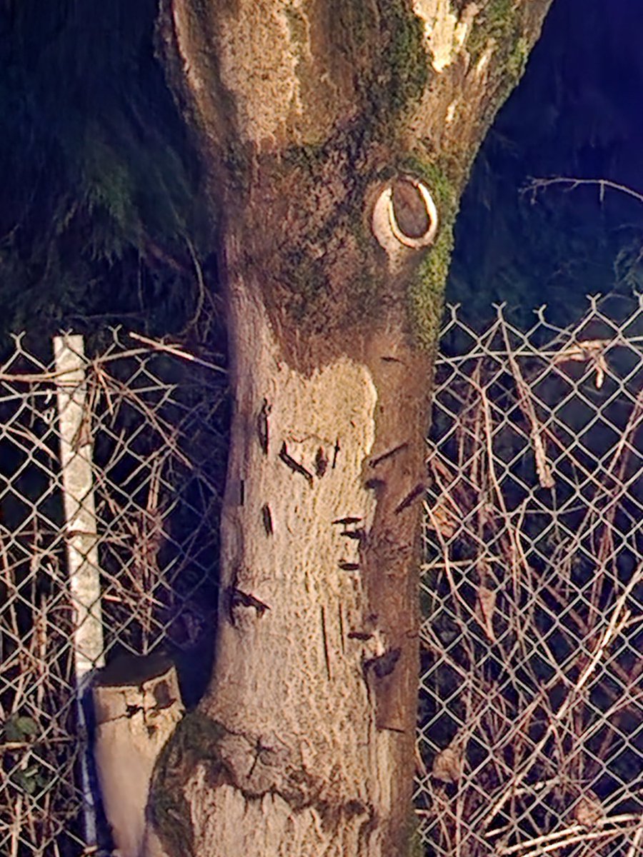 LewisPhelan1's tweet photo. Looks like a face going to the superbowl  #face #tree #superbowl https://t.co/QaO09uSD7G