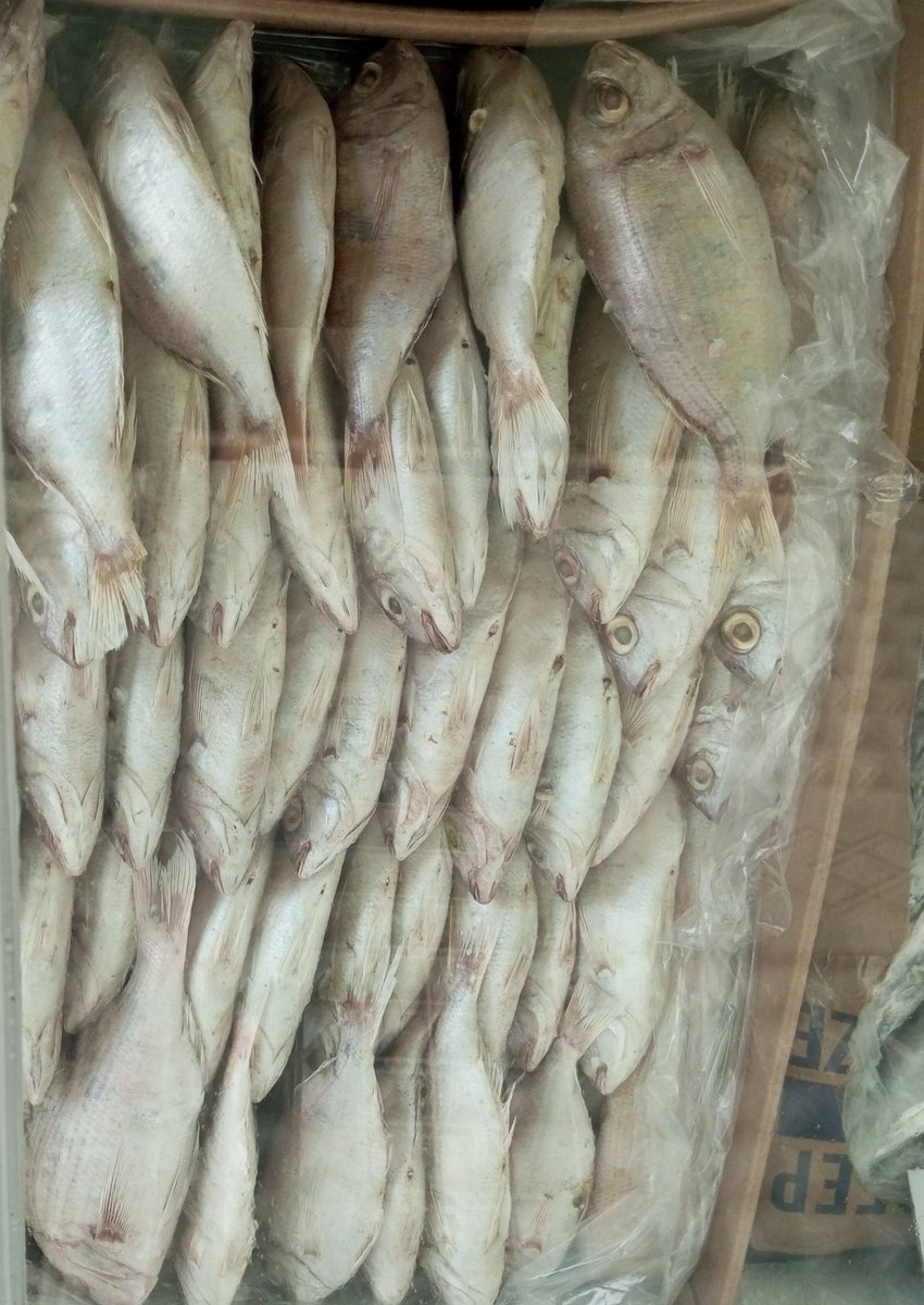 SircuddleBright's tweet photo. Visit Cuddle Meat House for all your coldstore supplies, corporate and home needs.
Hotline/WhatsApp - 0241 96 94 02
Request Call Back On Text - 0241 96 94 02
Email: CuddleMeatHouse@gmail.com
Location: Community 1, Fishing Harbour Road, Tema, Greater Accra, Ghana https://t.co/8y8EA7Ac4R