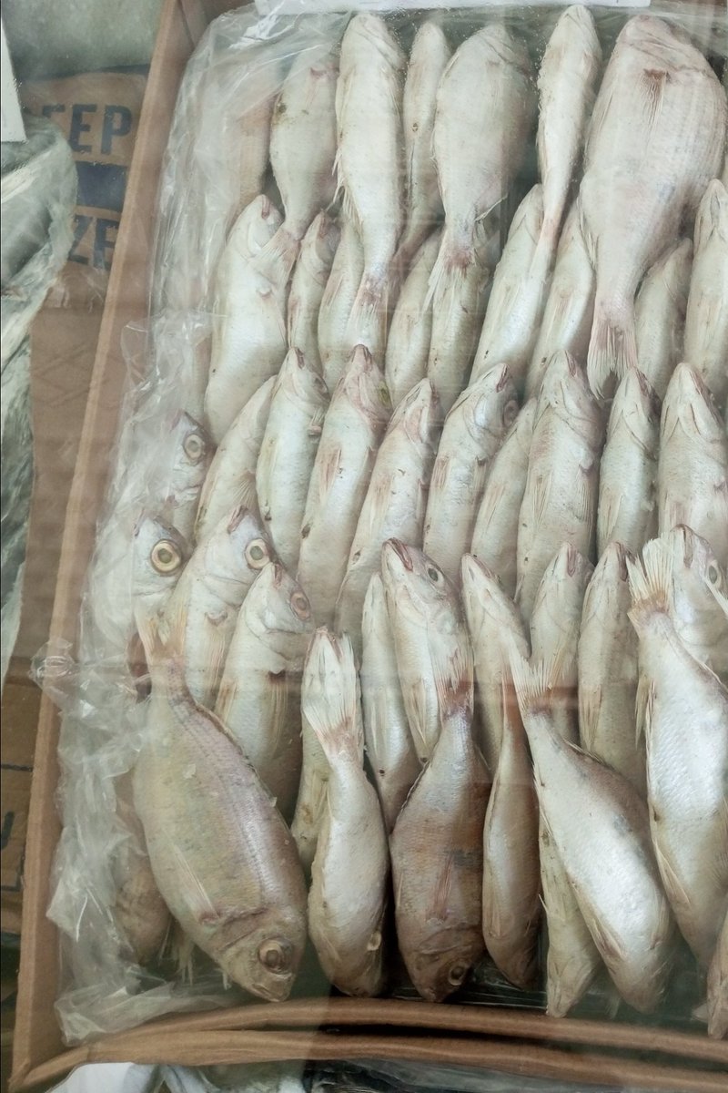 SircuddleBright's tweet photo. Visit Cuddle Meat House for all your coldstore supplies, corporate and home needs.
Hotline/WhatsApp - 0241 96 94 02
Request Call Back On Text - 0241 96 94 02
Email: CuddleMeatHouse@gmail.com
Location: Community 1, Fishing Harbour Road, Tema, Greater Accra, Ghana https://t.co/8y8EA7Ac4R