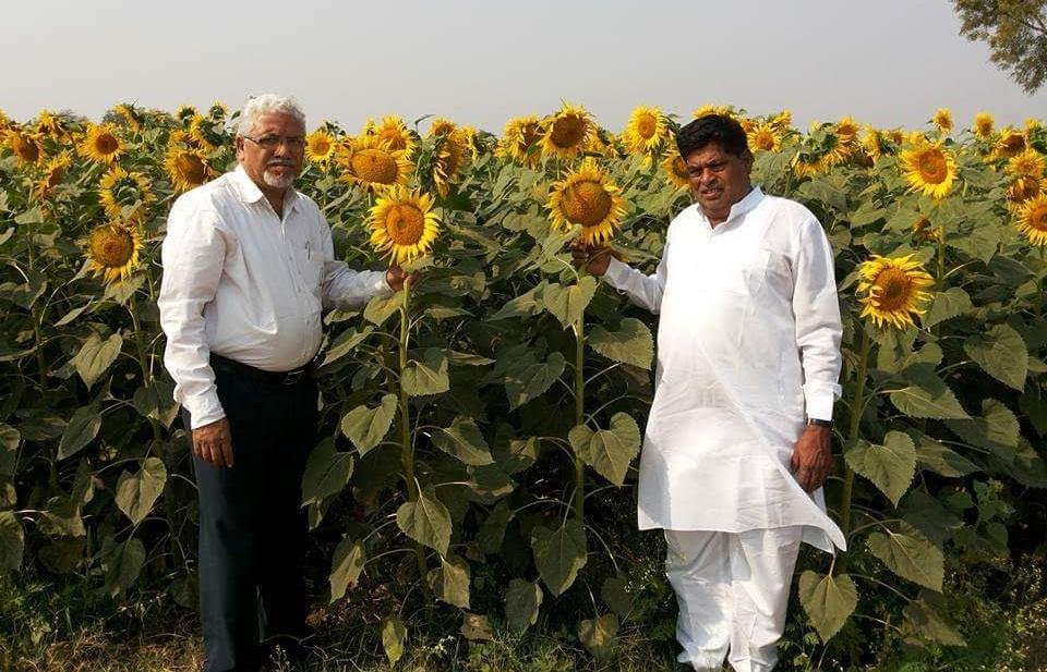 BDJade1's tweet photo. Summer Sunflower is good option for #farmers to get more returns. Needs to plant on raised beds with drip irrigation and fertigation.
#abpmajhatv
#agrovisionindia
#akhaleefa
#DrSundr
#VIVEKRANDIVE
#pajoshianwikar
#Sandeepramdasi
#DBChavan
#nivedita_Him
#AjitJisl
#GaonConnection https://t.co/FtfpBeO1qm