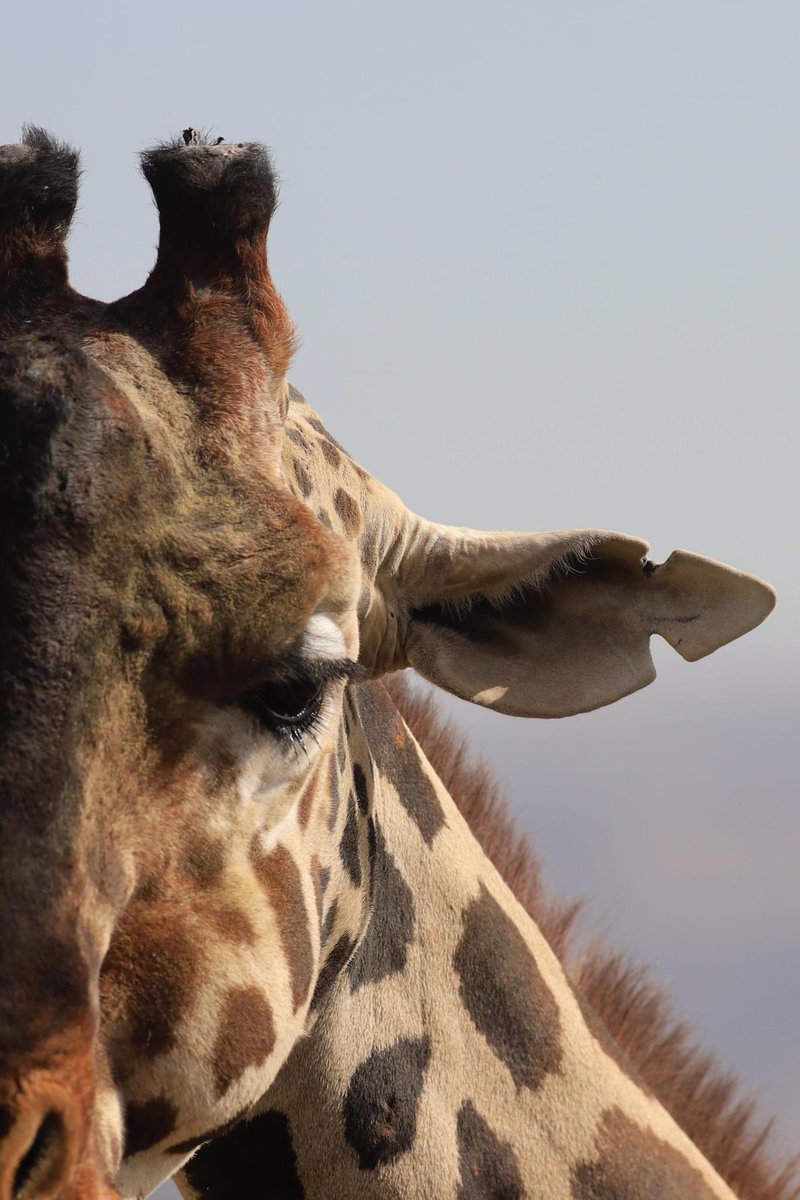 SalvemosABenito's tweet photo. Hola, queridos todos. Qué creen? 
Sí, otra vez soy yo, Benito 🦒✨ ¿Saben? Justo hoy, hace una semana, iniciaba una travesía, parecida a la Odisea de Ulises. Estaba en Parque Central en Cd. Juárez y, de pronto, vi que llegaron muchas personas. Sentí mucha confianza, me dieron comidita bien rica y me hablaron súper bonito. Sentí que algo cambiaría en mi vida, tan triste y en un lugar tan feo. De pronto, llegó algo así como una cajita y me invitaron a entrar. Poco a poco, me sentí seguro y me contaron que saldría de ése lugar, pero, que debía resistir un viaje laaaarguísimo. Cómo todos, tuve miedo, pero decidí tomar el reto. Quería ver otros paisajes y no morir tostado o congelado. Entonces, me dejé llevar. Por eso, hoy, estoy aquí. Quiero AGRADECER a todos y cada uno de ustedes. Especialmente, a mis hermosos amigos de Ciudad Juárez. Me cuidaron durante NUEVE meses. Ellos documentaron cómo me sentía cada día. A veces sentía morir. Pero, verlos ahí, me daba mucha esperanza. Me acompañaron. Cuando los veía, no me sentía tan solo. Sin embargo, había días en que sentía mucha desesperación. GRACIAS a @SalvemosABenito, todo el mundo sabe quién soy yo. Se preocuparon y buscaron un lugar para mí. Lucharon para que yo pudiera tener una vida plena y feliz. Por eso, crucé medio México, once estados del país, para llegar a un lugar hermoso. Supe que todos ustedes estuvieron pendientes de mi trayecto. Duró más de 30 horas 😲 Pero, valió la pena. En el camino, escuchaba cómo los niños me gritaban "Benito, Benito, Benito 🦒✨" Me conmovió mucho. Hubiera querido bajar y abrazar a todos. Fue un camino muy largo, pero, de pronto, sentí que había muchas luces y ruido. Era señal de que había llegado a mi destino. Luego, bajé y me quedé en un lugar en el que mucha gente linda ya me estaba esperando! Me sorprendí y me emocioné muchísimo. Me hicieron exámenes los veterinarios, de todo tipo. Saben? Todos me trataron como rey. Yo tenía mucha curiosidad, pero, me sentí seguro y en paz. Ayer, me dijeron "VAMOS", salí con temor, y avancé poco a poco. Resultó que era una fiesta para mí 😲 No lo podía creer! Incrédulo, avancé y encontré a jirafas, como yo 🦒✨, grandes medianas y pequeñas!  Me habían preparado un pastel bien rico. Saben? Aquí es un lugar hermoso, no frío ni calor. Rico. Ya conocí la acacia africana y sabe bien rica. Hoy, me prepararon helado de manzana y zanahoria. Me siento feliz. Sin ustedes, mi historia #SalvemosABenito no hubiera sido posible. Por eso, estoy aquí. Quiero darles las GRACIAS. 
No puedo creer que hace una semana estaba yo solito en Ciudad Juárez. Soñaba con ser parte de una manada, que me consintieran y comer rico. USTEDES lo lograron. Gracias, siempre. Sí, soy otra vez yo, Benito. Soy muy feliz. 🦒✨