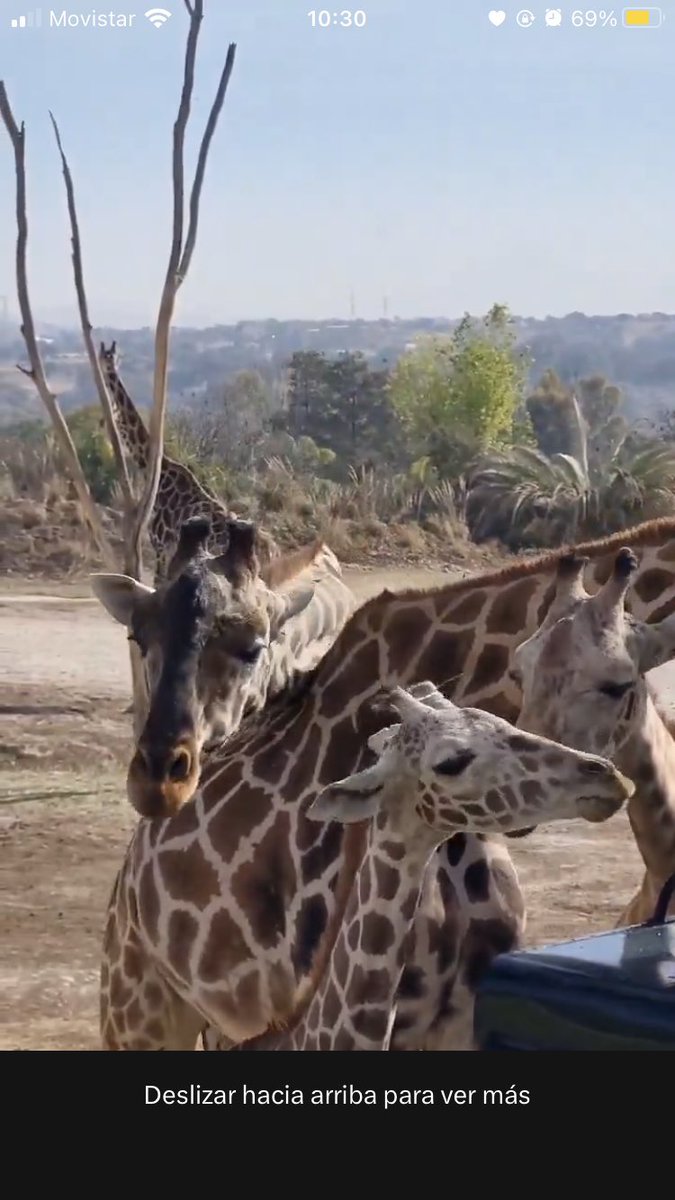 SalvemosABenito's tweet photo. Hola, queridos todos. Qué creen? 
Sí, otra vez soy yo, Benito 🦒✨ ¿Saben? Justo hoy, hace una semana, iniciaba una travesía, parecida a la Odisea de Ulises. Estaba en Parque Central en Cd. Juárez y, de pronto, vi que llegaron muchas personas. Sentí mucha confianza, me dieron comidita bien rica y me hablaron súper bonito. Sentí que algo cambiaría en mi vida, tan triste y en un lugar tan feo. De pronto, llegó algo así como una cajita y me invitaron a entrar. Poco a poco, me sentí seguro y me contaron que saldría de ése lugar, pero, que debía resistir un viaje laaaarguísimo. Cómo todos, tuve miedo, pero decidí tomar el reto. Quería ver otros paisajes y no morir tostado o congelado. Entonces, me dejé llevar. Por eso, hoy, estoy aquí. Quiero AGRADECER a todos y cada uno de ustedes. Especialmente, a mis hermosos amigos de Ciudad Juárez. Me cuidaron durante NUEVE meses. Ellos documentaron cómo me sentía cada día. A veces sentía morir. Pero, verlos ahí, me daba mucha esperanza. Me acompañaron. Cuando los veía, no me sentía tan solo. Sin embargo, había días en que sentía mucha desesperación. GRACIAS a @SalvemosABenito, todo el mundo sabe quién soy yo. Se preocuparon y buscaron un lugar para mí. Lucharon para que yo pudiera tener una vida plena y feliz. Por eso, crucé medio México, once estados del país, para llegar a un lugar hermoso. Supe que todos ustedes estuvieron pendientes de mi trayecto. Duró más de 30 horas 😲 Pero, valió la pena. En el camino, escuchaba cómo los niños me gritaban "Benito, Benito, Benito 🦒✨" Me conmovió mucho. Hubiera querido bajar y abrazar a todos. Fue un camino muy largo, pero, de pronto, sentí que había muchas luces y ruido. Era señal de que había llegado a mi destino. Luego, bajé y me quedé en un lugar en el que mucha gente linda ya me estaba esperando! Me sorprendí y me emocioné muchísimo. Me hicieron exámenes los veterinarios, de todo tipo. Saben? Todos me trataron como rey. Yo tenía mucha curiosidad, pero, me sentí seguro y en paz. Ayer, me dijeron "VAMOS", salí con temor, y avancé poco a poco. Resultó que era una fiesta para mí 😲 No lo podía creer! Incrédulo, avancé y encontré a jirafas, como yo 🦒✨, grandes medianas y pequeñas!  Me habían preparado un pastel bien rico. Saben? Aquí es un lugar hermoso, no frío ni calor. Rico. Ya conocí la acacia africana y sabe bien rica. Hoy, me prepararon helado de manzana y zanahoria. Me siento feliz. Sin ustedes, mi historia #SalvemosABenito no hubiera sido posible. Por eso, estoy aquí. Quiero darles las GRACIAS. 
No puedo creer que hace una semana estaba yo solito en Ciudad Juárez. Soñaba con ser parte de una manada, que me consintieran y comer rico. USTEDES lo lograron. Gracias, siempre. Sí, soy otra vez yo, Benito. Soy muy feliz. 🦒✨