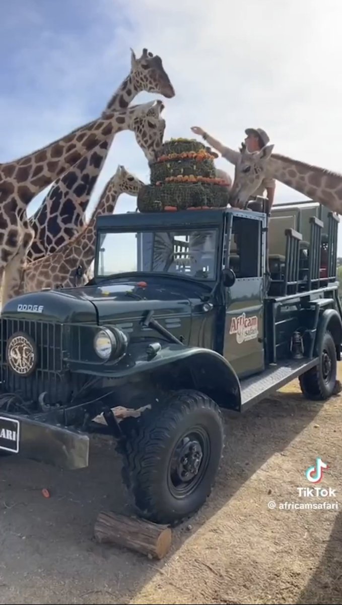 SalvemosABenito's tweet photo. Hola, queridos todos. Qué creen? 
Sí, otra vez soy yo, Benito 🦒✨ ¿Saben? Justo hoy, hace una semana, iniciaba una travesía, parecida a la Odisea de Ulises. Estaba en Parque Central en Cd. Juárez y, de pronto, vi que llegaron muchas personas. Sentí mucha confianza, me dieron comidita bien rica y me hablaron súper bonito. Sentí que algo cambiaría en mi vida, tan triste y en un lugar tan feo. De pronto, llegó algo así como una cajita y me invitaron a entrar. Poco a poco, me sentí seguro y me contaron que saldría de ése lugar, pero, que debía resistir un viaje laaaarguísimo. Cómo todos, tuve miedo, pero decidí tomar el reto. Quería ver otros paisajes y no morir tostado o congelado. Entonces, me dejé llevar. Por eso, hoy, estoy aquí. Quiero AGRADECER a todos y cada uno de ustedes. Especialmente, a mis hermosos amigos de Ciudad Juárez. Me cuidaron durante NUEVE meses. Ellos documentaron cómo me sentía cada día. A veces sentía morir. Pero, verlos ahí, me daba mucha esperanza. Me acompañaron. Cuando los veía, no me sentía tan solo. Sin embargo, había días en que sentía mucha desesperación. GRACIAS a @SalvemosABenito, todo el mundo sabe quién soy yo. Se preocuparon y buscaron un lugar para mí. Lucharon para que yo pudiera tener una vida plena y feliz. Por eso, crucé medio México, once estados del país, para llegar a un lugar hermoso. Supe que todos ustedes estuvieron pendientes de mi trayecto. Duró más de 30 horas 😲 Pero, valió la pena. En el camino, escuchaba cómo los niños me gritaban "Benito, Benito, Benito 🦒✨" Me conmovió mucho. Hubiera querido bajar y abrazar a todos. Fue un camino muy largo, pero, de pronto, sentí que había muchas luces y ruido. Era señal de que había llegado a mi destino. Luego, bajé y me quedé en un lugar en el que mucha gente linda ya me estaba esperando! Me sorprendí y me emocioné muchísimo. Me hicieron exámenes los veterinarios, de todo tipo. Saben? Todos me trataron como rey. Yo tenía mucha curiosidad, pero, me sentí seguro y en paz. Ayer, me dijeron "VAMOS", salí con temor, y avancé poco a poco. Resultó que era una fiesta para mí 😲 No lo podía creer! Incrédulo, avancé y encontré a jirafas, como yo 🦒✨, grandes medianas y pequeñas!  Me habían preparado un pastel bien rico. Saben? Aquí es un lugar hermoso, no frío ni calor. Rico. Ya conocí la acacia africana y sabe bien rica. Hoy, me prepararon helado de manzana y zanahoria. Me siento feliz. Sin ustedes, mi historia #SalvemosABenito no hubiera sido posible. Por eso, estoy aquí. Quiero darles las GRACIAS. 
No puedo creer que hace una semana estaba yo solito en Ciudad Juárez. Soñaba con ser parte de una manada, que me consintieran y comer rico. USTEDES lo lograron. Gracias, siempre. Sí, soy otra vez yo, Benito. Soy muy feliz. 🦒✨