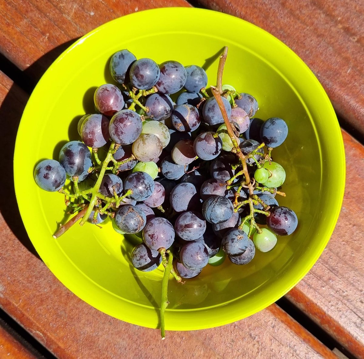 Our garden was designed with the following mission: all plants must be existing, edible, medicinal or indigenous! It is delivering on some fruits 🍇 maybe we can think of launching a Solid Green wine 🍷😁

#SolidGreen #sustainability #greendesign
