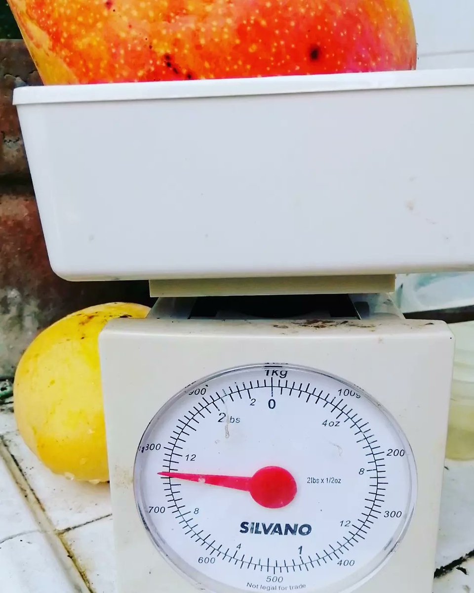 arn1eA's tweet photo. The fruit and the weight.
This is but one fruit.
#applemango https://t.co/MNDygp44pY