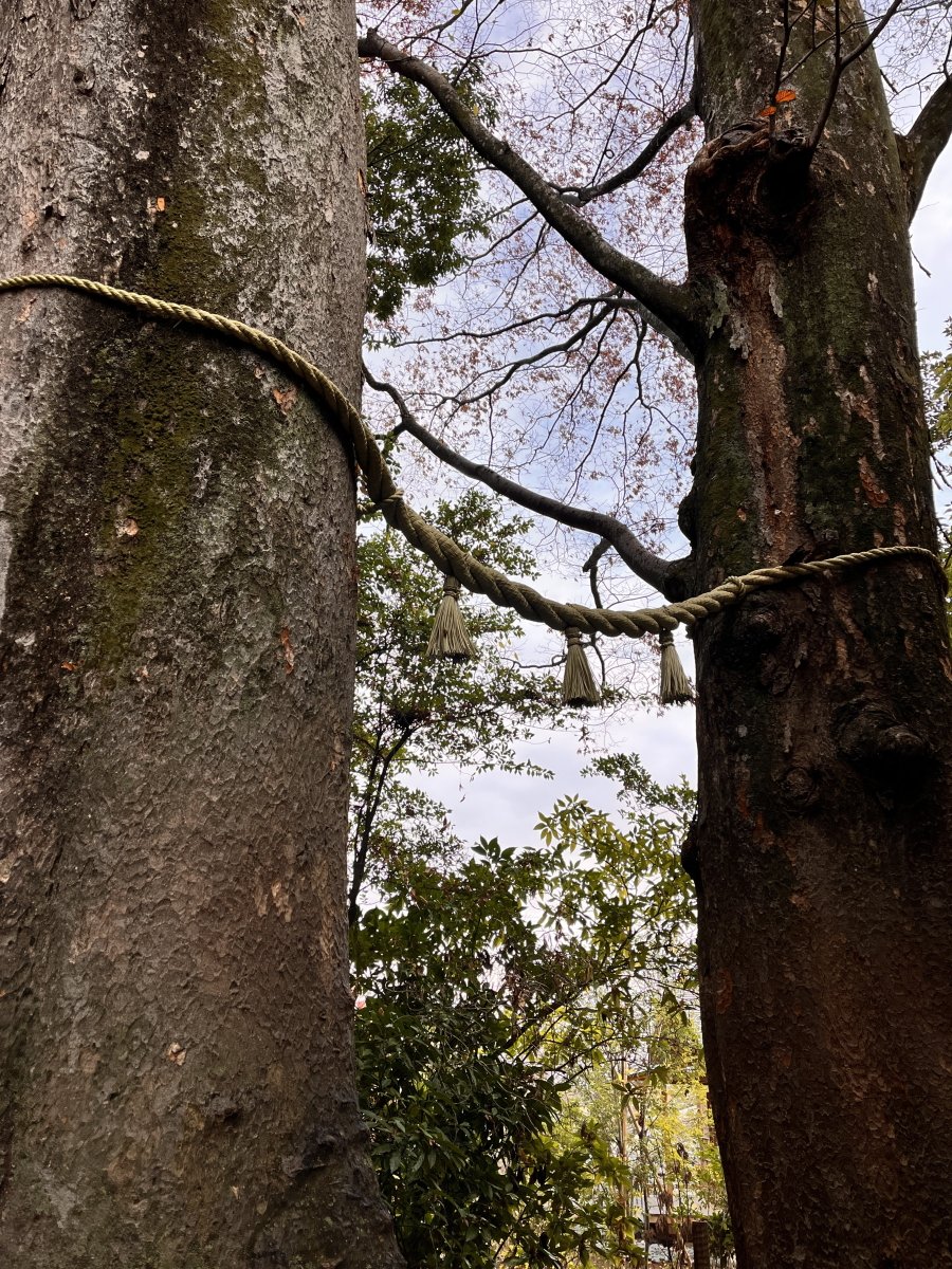 EVERGREEN tweet media