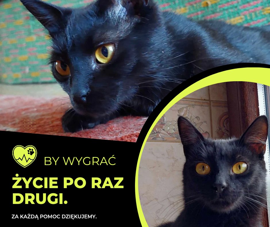 Bez leku Smoluś umrze 😭😭💔

Pomóżmy zebrać chociaż na pierwszą dawkę 💔😭😭

Link:
pomagam.pl/ky7mmd