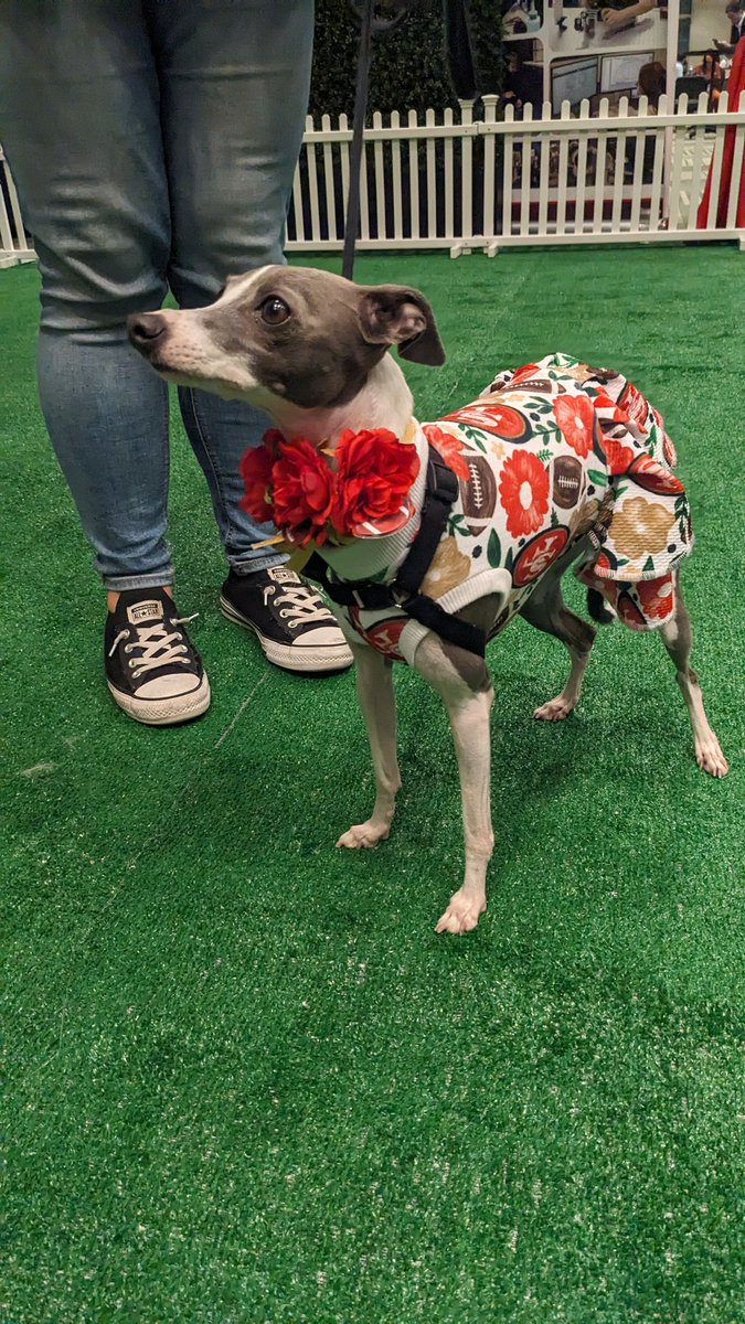 I'm having a great time at <a href="/PhotonicsWest/">SPIE Photonics West</a> . Thanks to <a href="/Thorlabs/">Thorlabs</a> for sponsoring the Paws for a Break sessions. Every conference should have a chill out zone with dogs! 👍