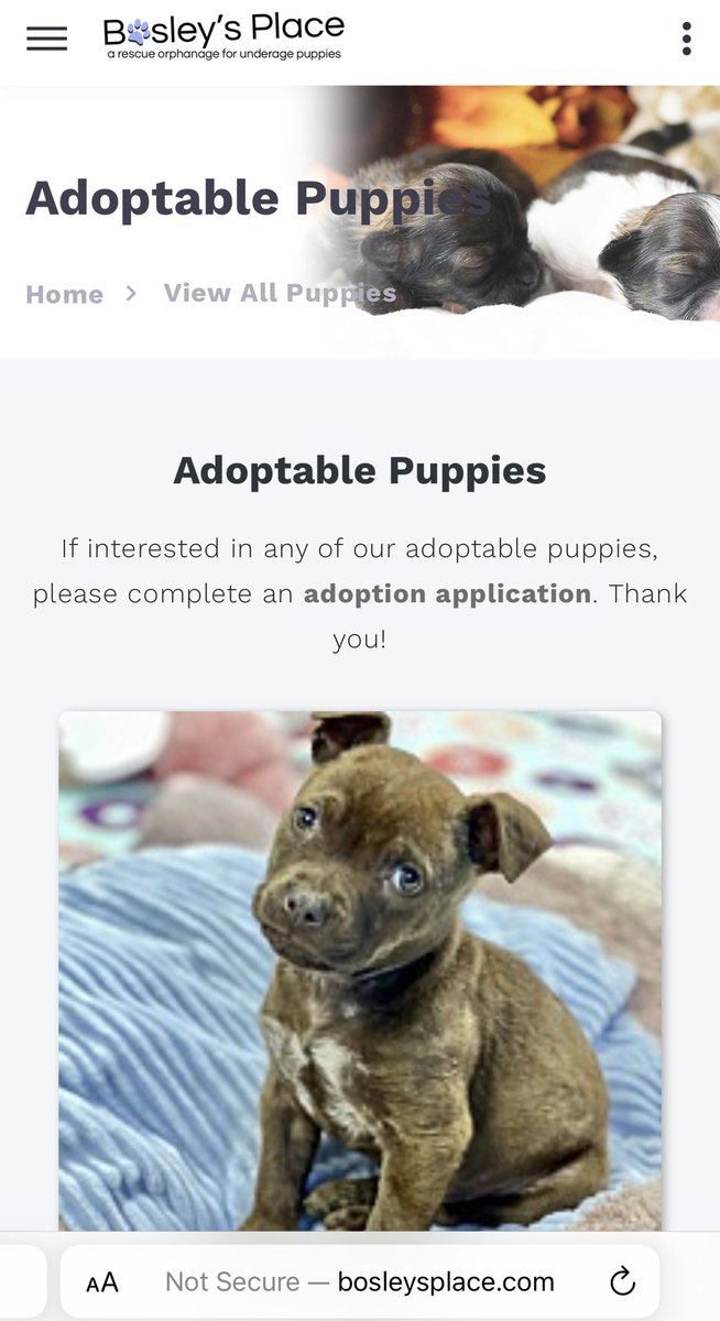 🔵 Puppy: Peekapoo Charlotte 

Bosely’s Place
Smyrna, GA
Website: bosleysplace.com/adoptablepuppi…