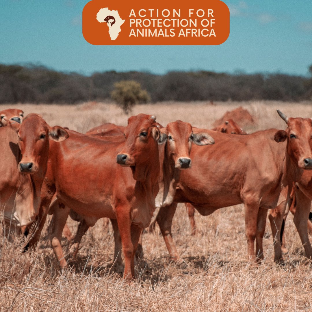 Monday has us feeling as sharp as these cows' 🐮 gaze.

Let's channel that focus into advocating for #animalprotection and make it a productive week. 

#HappyNewWeek