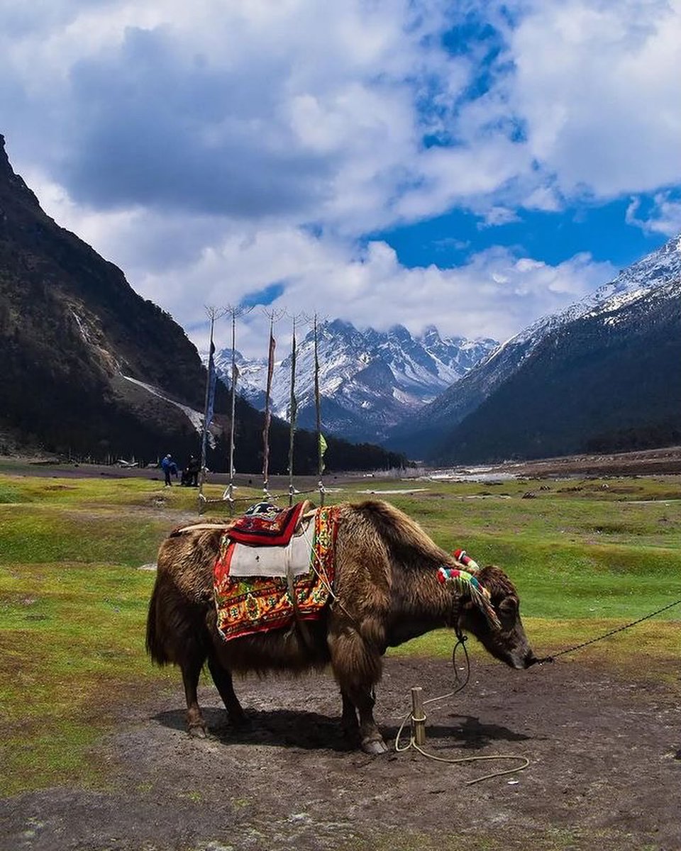 Yumthang Valley, also known as the Sikkim Valley of Flowers, is a nature sanctuary in North Sikkim, It's located at an altitude of around 11,800 ft, about 149 km from Gangtok. The valley is home to a river, hot springs, yaks, and grazing pastures. #yumthangvalley
