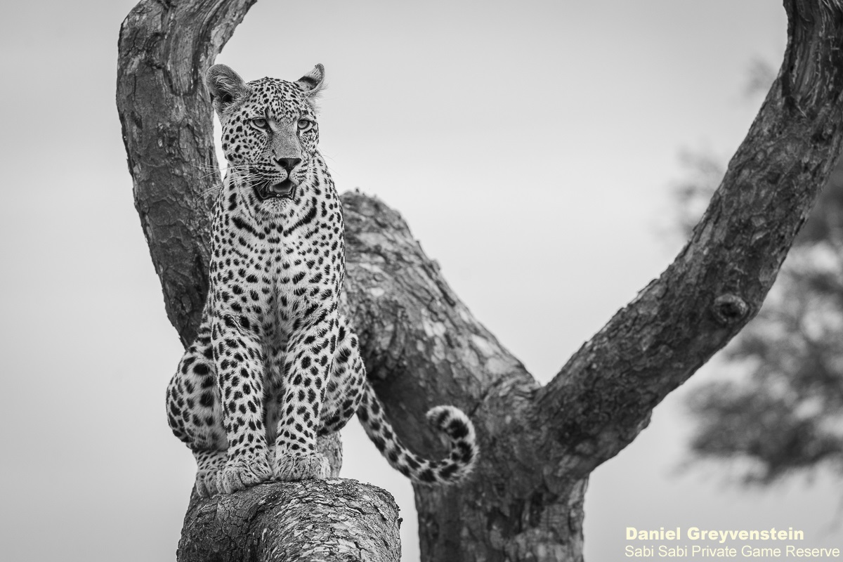 SabiSabiReserve's tweet photo. The Nottins male showed off by jumping onto a fallen over Marula tree to get a better vantage point over the area. As soon as he established a direction, we followed him as he went from one termite mound to another and jumping into a few trees as he went. #leopard #safari https://t.co/pavtVYi2c6