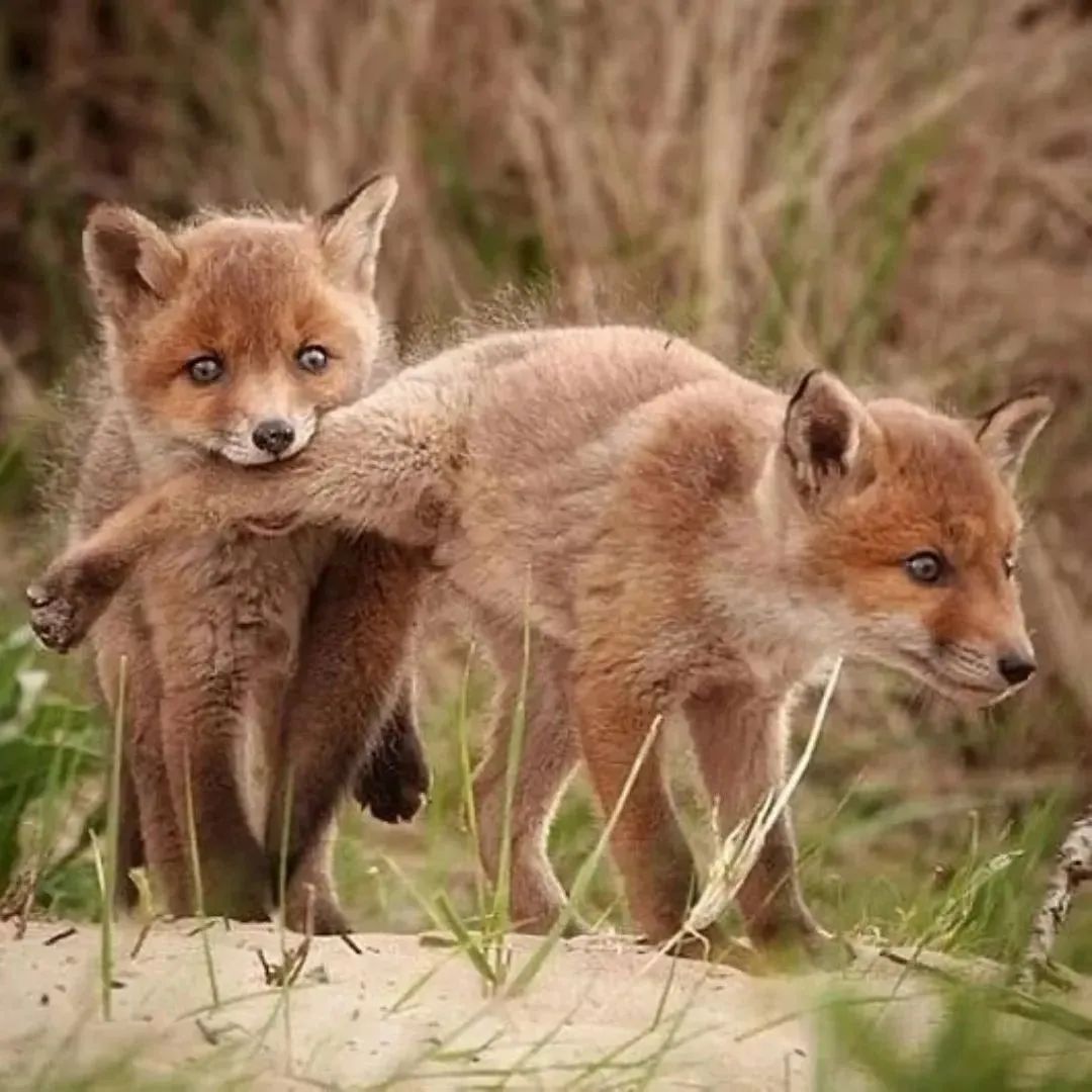 TheRotFox's tweet image. Turkey leg