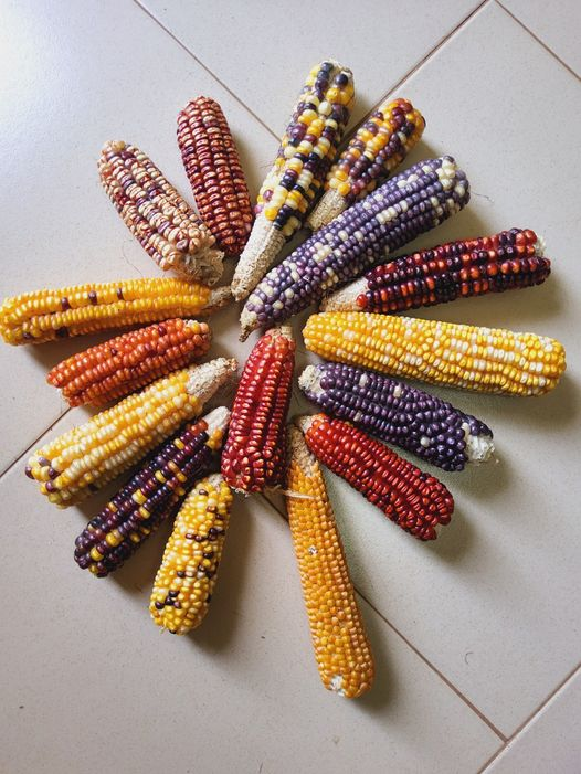Local maize diversity. Kindly visit us  on pgrc.go.ug #pgrc #plantgenetic #research2024 #genebank