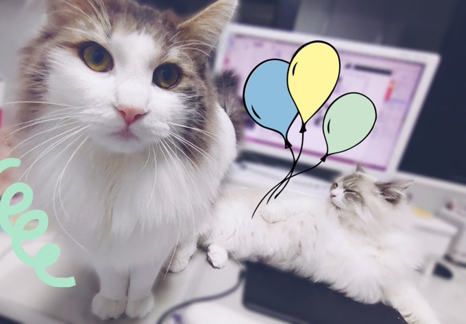 猫  机に集まる  なぜ 