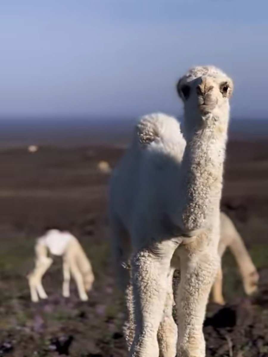 صباح الخير للحياة …
للبدايات المزدهرة …
للتفاصيل التي تصنع يوماً جميلاً …

صباح الخير والنور للجميع … 🌾🌿