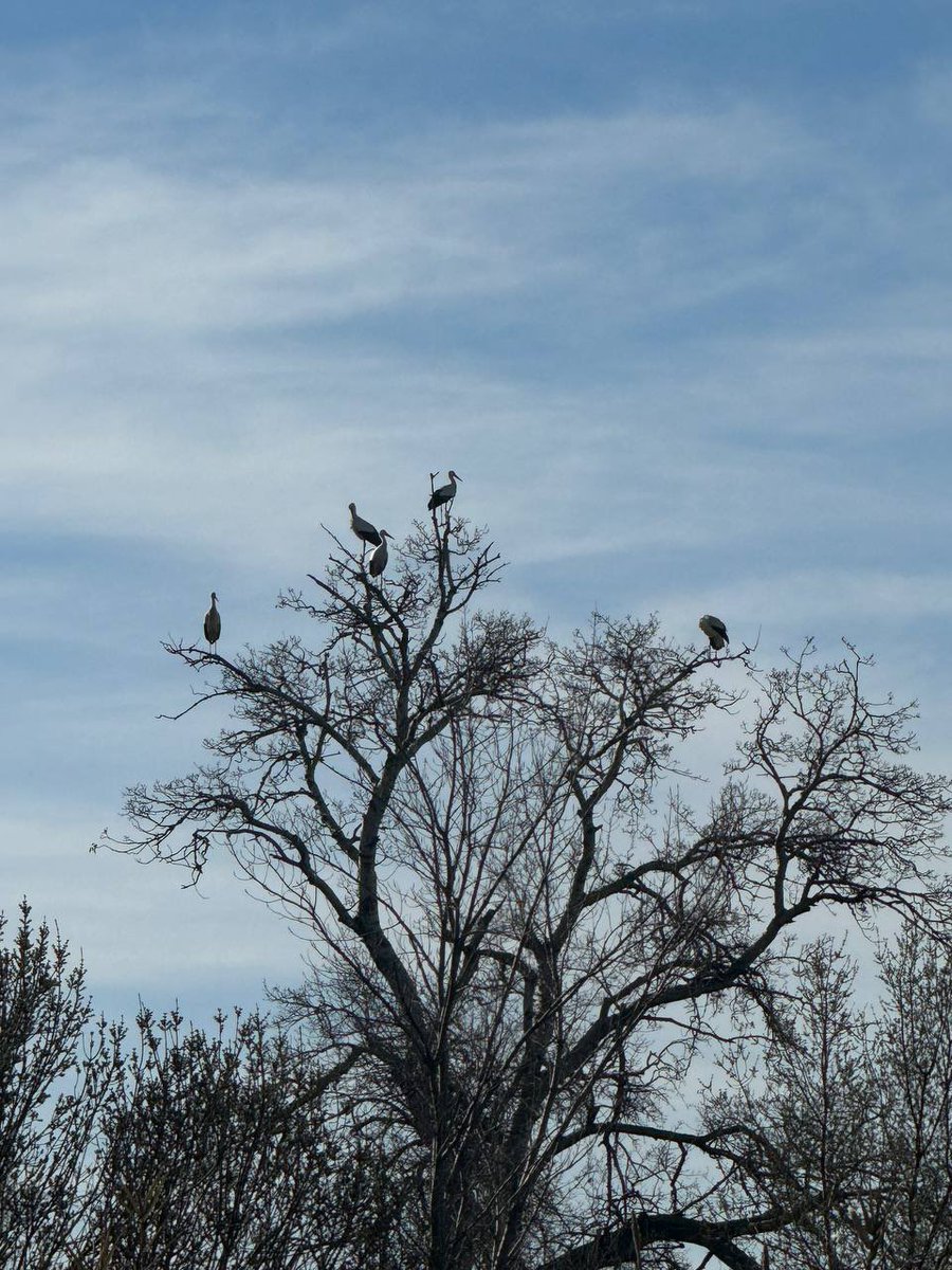 1Millón de Árboles X El Cambio Climático-Alcalá tweet media