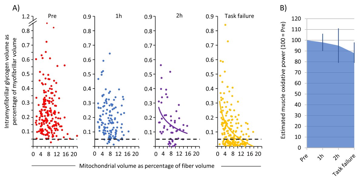 12% reduction in muscle oxidative power due to glycogen-dependent muscle fatigue! This is what we suggest based on single fiber assessments of glycogen and mitochondrial volume percentages during prolonged cycling. With @RJmetab and @nortenblad. onlinelibrary.wiley.com/share/XC5XTKR9…