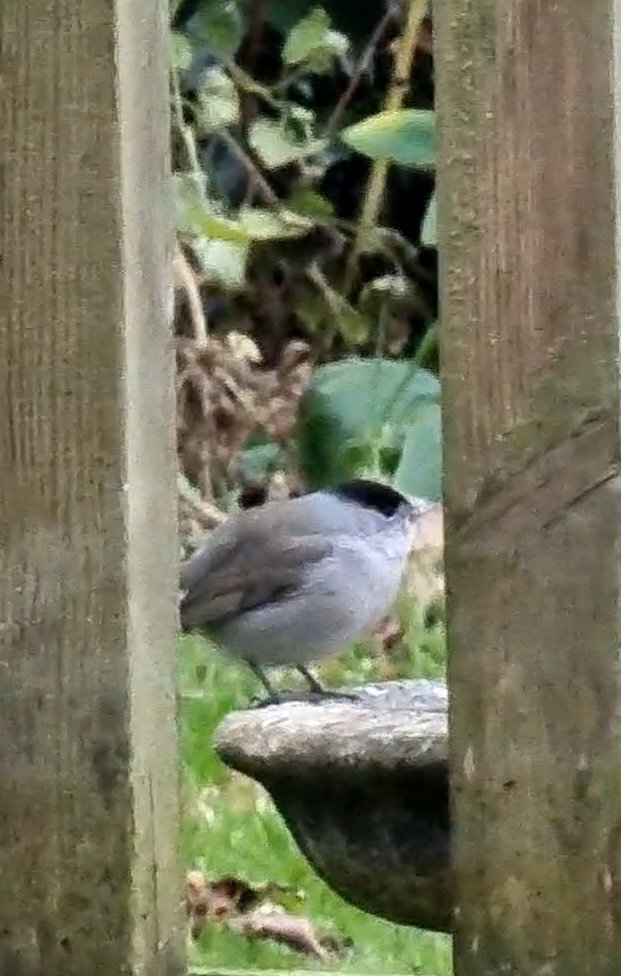 michychud's tweet photo. @ShiphayBirder I saw one in my garden a couple of weeks ago, first time I'd ever seen one. https://t.co/dUXotPRXGV