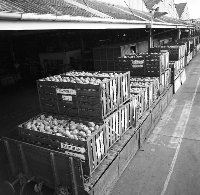 QSArchives's tweet image. #MakeitMonday Spotlight: the #GoldenCircle cannery which played a significant role in processing and canning pineapples, among other fruits, and has been a key part of #QLD's agricultural and food processing industry.

Check out our blog for more info: blogs.archives.qld.gov.au/2018/02/02/gol…