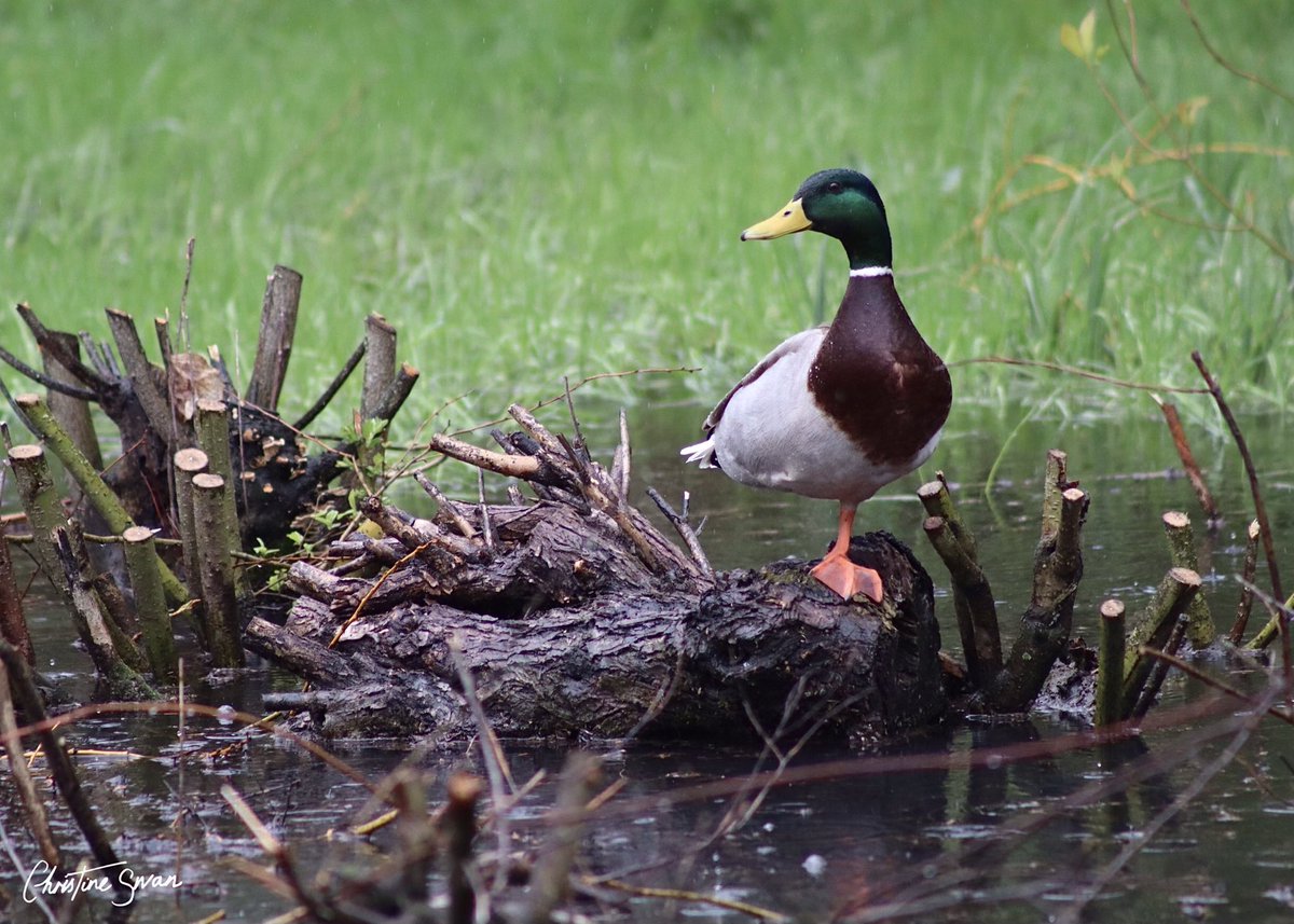 A ducks world 

.
.
.

#miltonkeynes  #lovemk  #mk_igers #visitmk #thisismiltonkeynes #unexpectedmk #lovemiltonkeynes #miltonkeynesphotography #scenesfrommk #destinationmk #theparkstrust #miltonkeynesphotos #furztonlake #birdsphotography