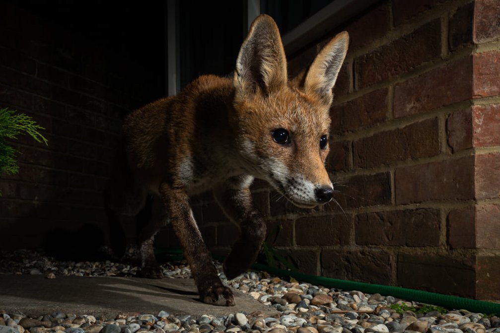 On a mission. An urban living fox from Broadstairs, Kent. #FoxOfTheDay