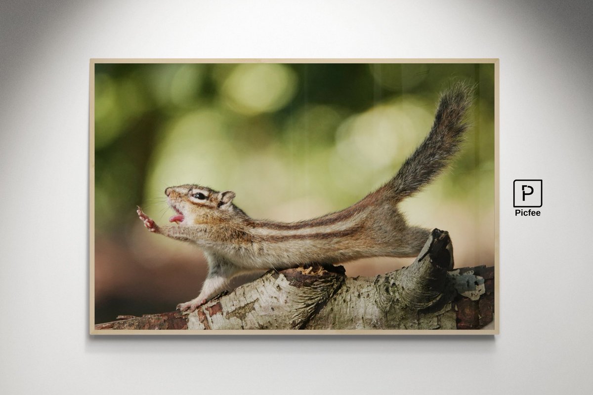 Picfee's tweet image. Monday morning stretch. 🐿️🥱
by: @frankgijbels 

Artwork: 120x80cm - Matte photopaper in Oakwood fineer gallery frame.
art code: 14560

Use #picfee to get featured.

#photography #photoart #wallart #wanddecoratie #fotografie #picfee
