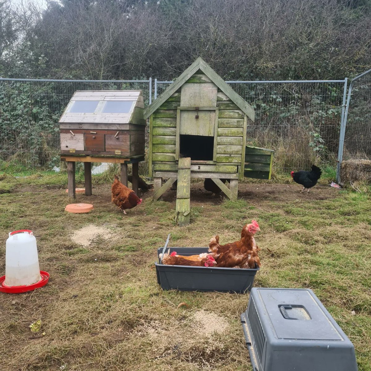 January is nearly done longer days more light ! Just what my girls need for laying fresh eggs. 
Pleased to welcome three rescue girls to their new home
Looking forward to  glampers meeting them🥰 Bookings for 2024 my website and Pitchup.com 
#glampinguk 
#summerhol