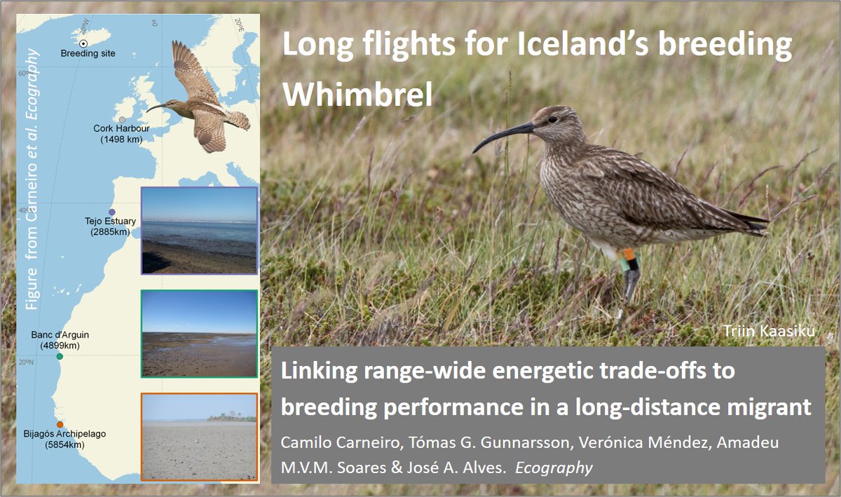 @ironfists67 @Jannerbirder Relatively few Whimbrel winter north of the Mediterranean. Blog (based on paper by @Camilo_Carneiro) considers benefits of flying further to find crabs: Where's best? wadertales.wordpress.com/2021/01/30/win… #waders #shorebirds #ornithology