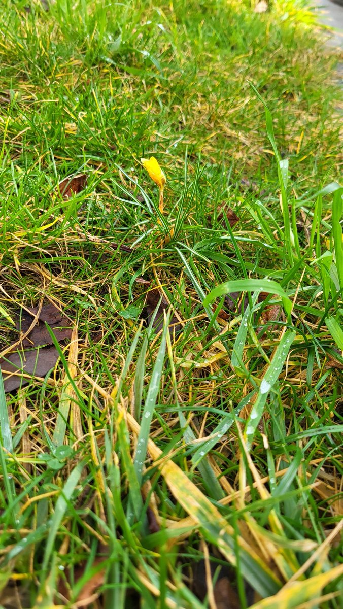 This little chap first appeared on New Years day, so I was delighted to finally see it open up for the sunshine yesterday