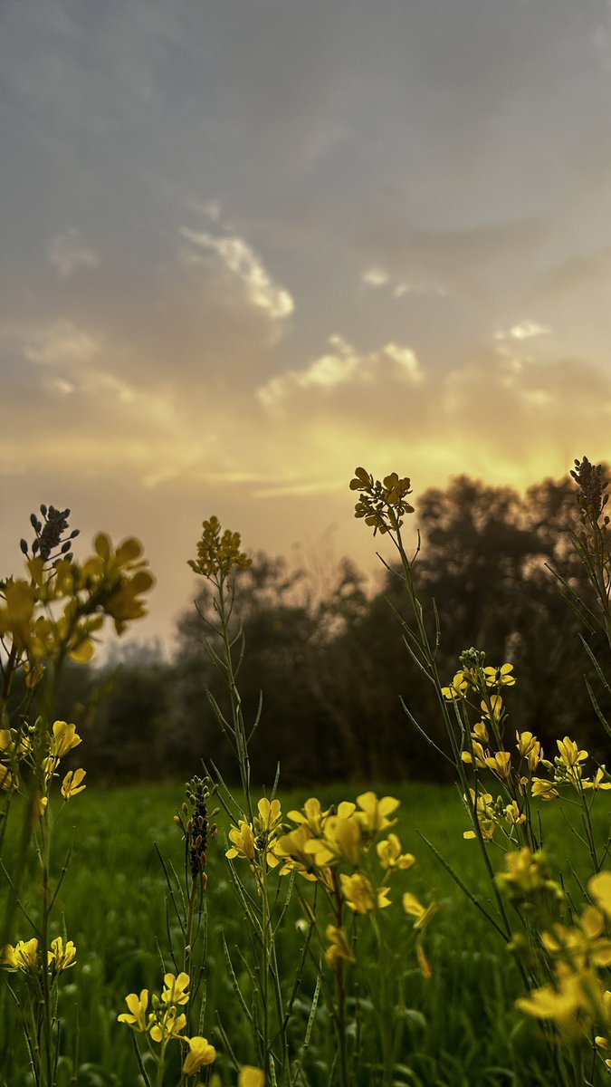 iamkrishandev's tweet image. Nature’s art.
#berthin 
#bilaspur