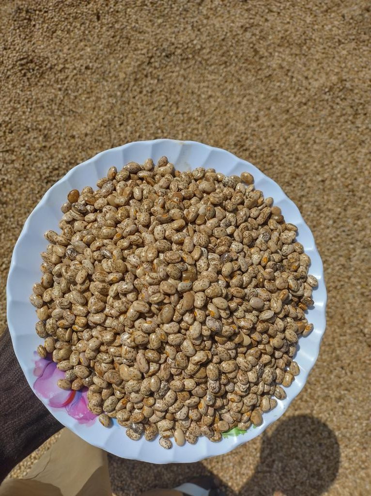 Organic Beans are ready for sale at a special price of $50,000 per bag of 90kg. If interested inbox