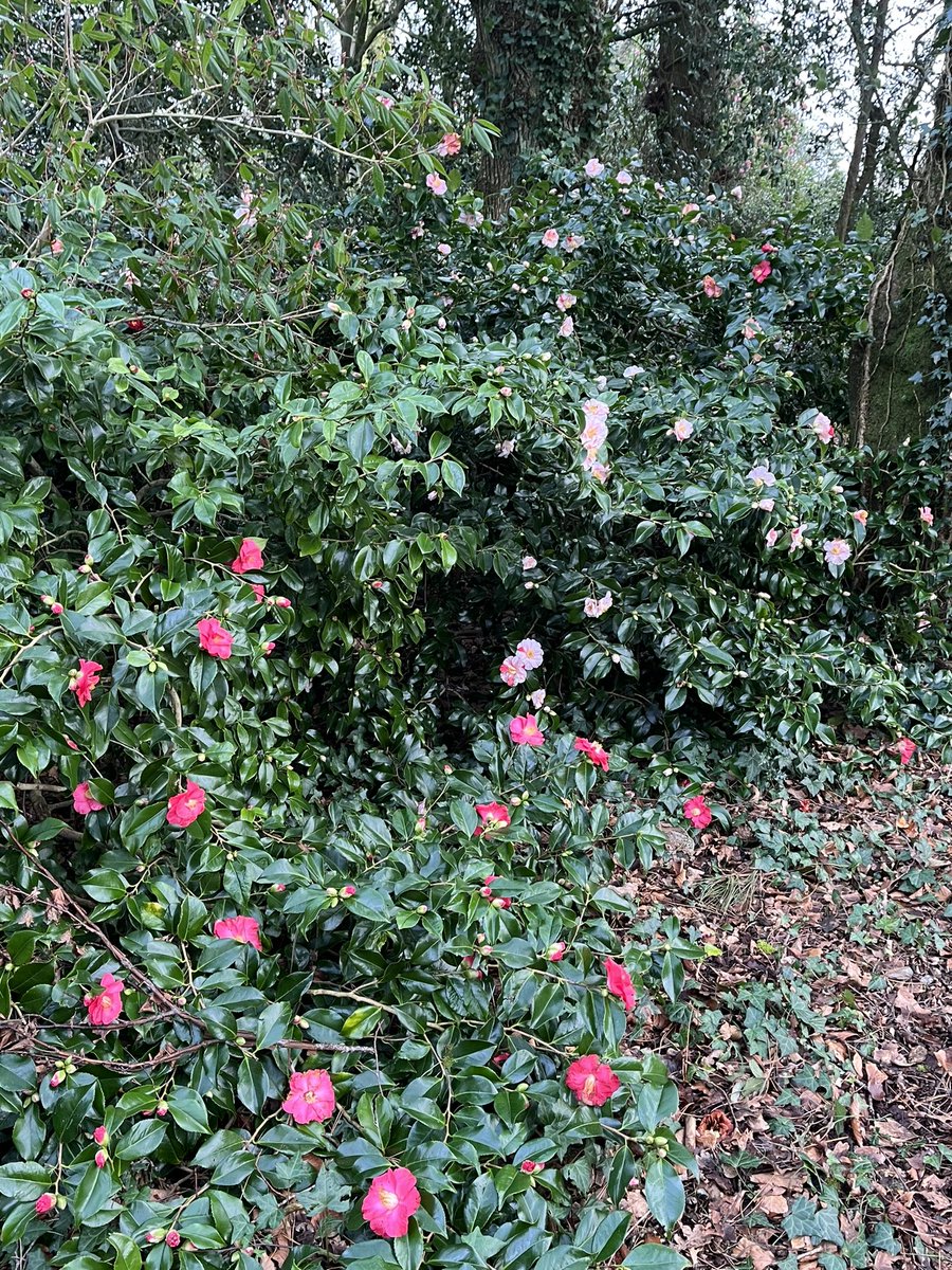 Morning, with me on #mycommute is the perfectly named Camellia japonica ‘Tricolor’ which it is and on the same shrub. We have red, white and pink and all combinations all at once. Easily my favourite Camellia!
#camellia #tricolor #flowers #winter 
@rcm_group <a href="/CwllGardenSoc/">Cornwall Garden Society</a>