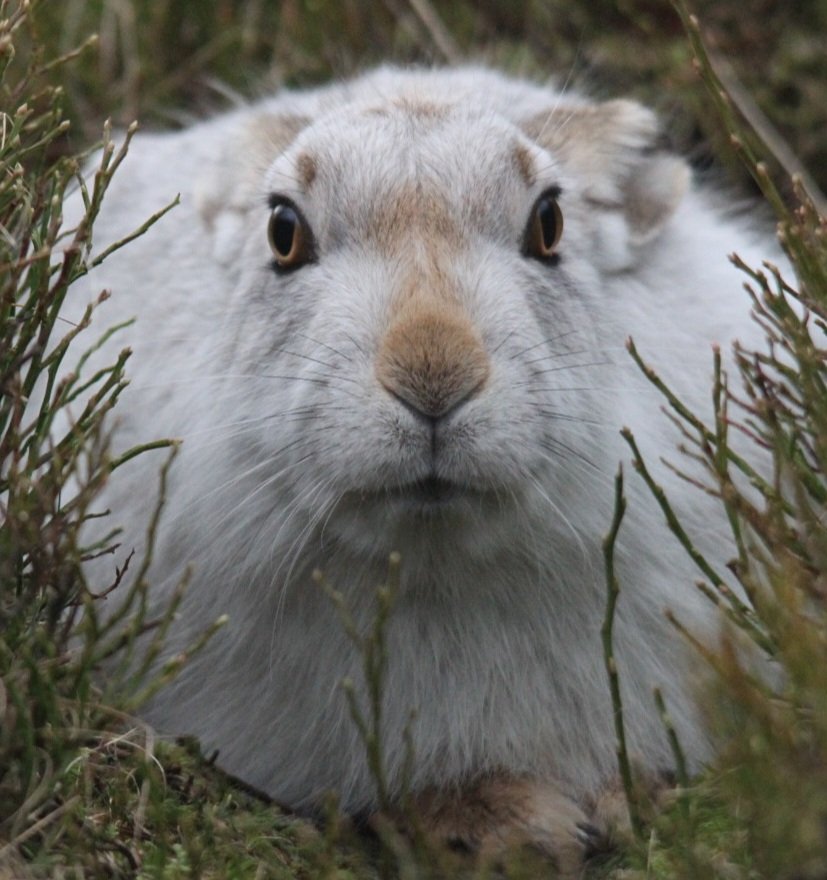 Our winter friend #mountainhare @PTES @HPT_Official @access_bmc @peakdistrict @MMUEcolEnv @QUBEcology @WorldLagomorph