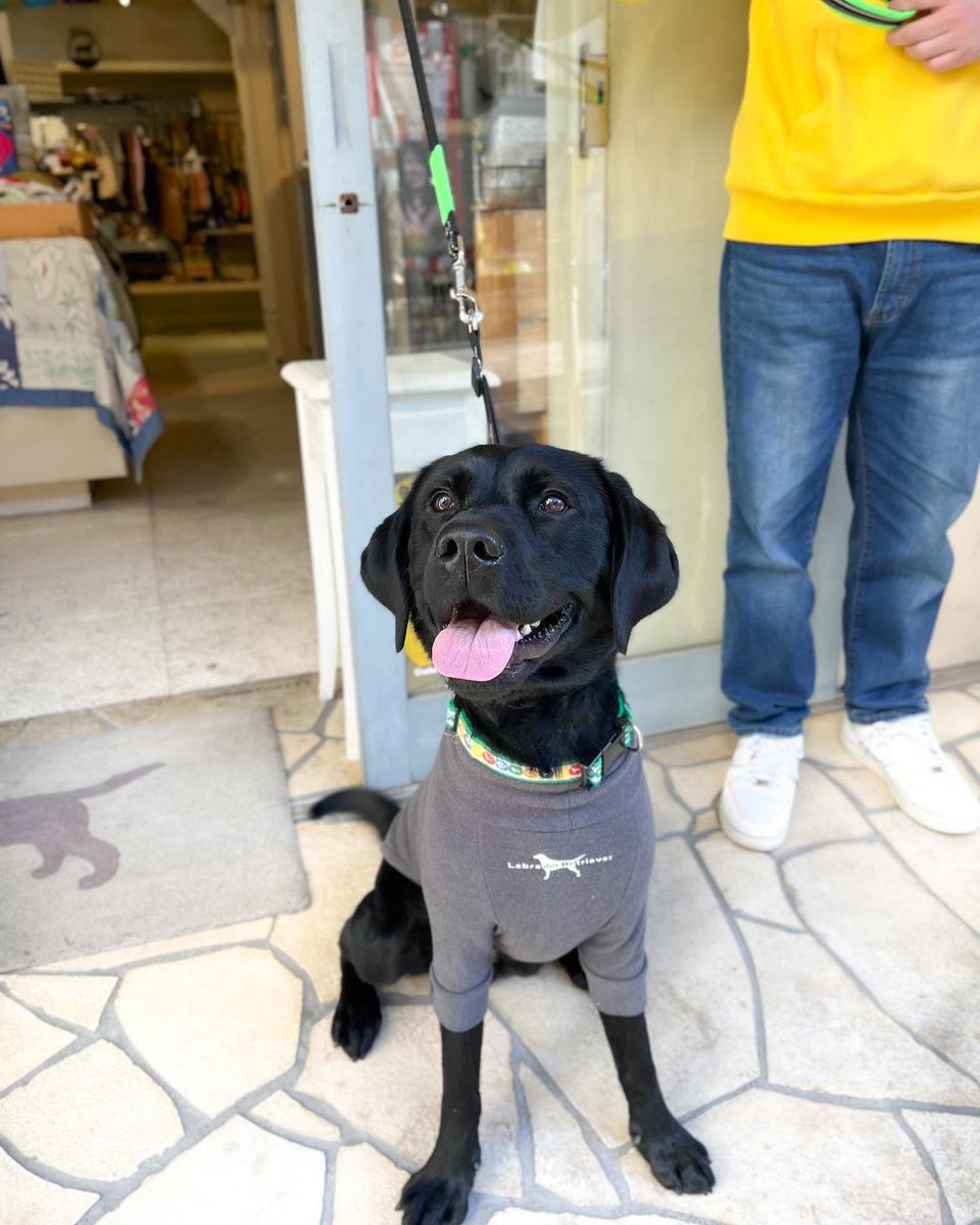 Mr. Leon, black love #dog #dogs #puppy #dogoftheday #puppyoftwitter #dogoftwitter #lab #labrador #thelabradorfamily #DogOnTwitter