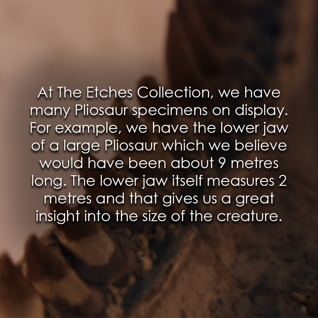 TEC_Kimmeridge's tweet image. Make sure to check out other pliosaur specimens! #fossilfacts #pliosaur #seamonster